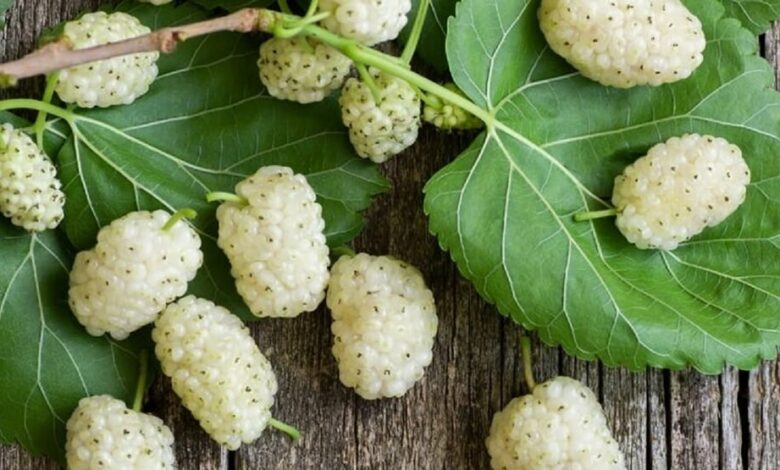 با خوردن این میوه افسرده نمیشوید با خوردن این میوه افسرده نمیشوید