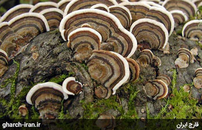 محبوب ترین قارچ های دارویی دنیا قارچ دم بوقلمون