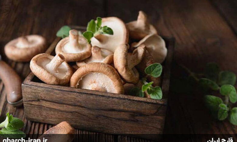 محبوب ترین قارچ های دارویی دنیا قارچ شیتاکه