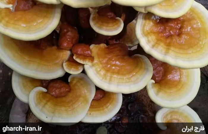 محبوب ترین قارچ های دارویی دنیا قارچ گانودرما