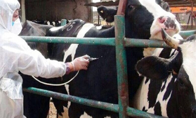 «تب برفکی» به انسان منتقل نمیشود / محصولات دامهای مبتلا وارد بازار نمیشود «تب برفکی» به انسان منتقل نمیشود / محصولات دامهای مبتلا وارد بازار نمیشود