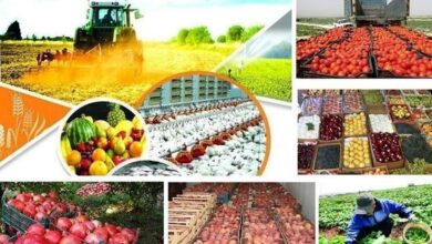 بودجه ۸ همتی برای امنیت غذایی کودکان / پایش ملی تغذیه و امنیت غذایی؛ امسال